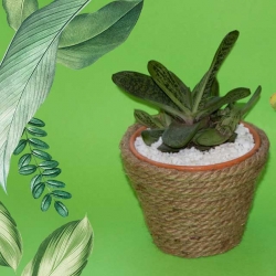 Bostik DIY South Africa Tutorial Planter pots Teaser