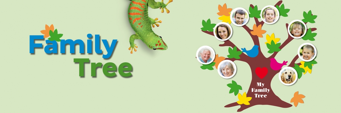 Bostik DIY South Africa Tutorial Family Tree banner
