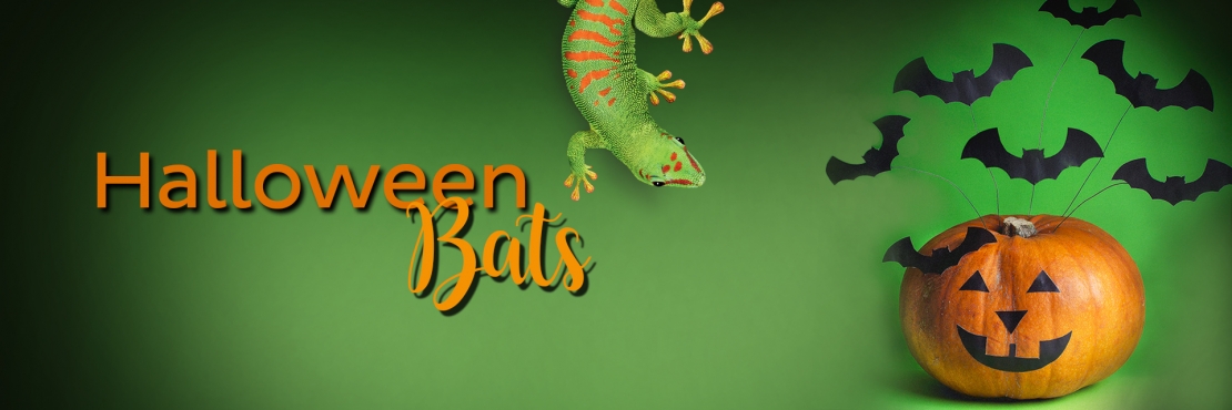 Bostik DIY South Africa Tutorial Halloween Bats banner